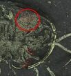 Pyritized Triarthrus Trilobite With Eggs - New York #39188-2